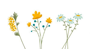 drei veschiedene Blumen, die illustriert wurden.
